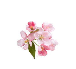 Fototapeta na wymiar Pink spring blossom flowers isolated cutout on transparent