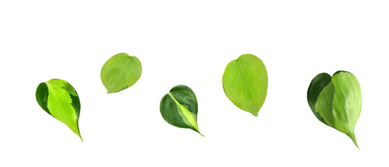 Group of green philodendron leaves isolated cutout on transparent © Julia