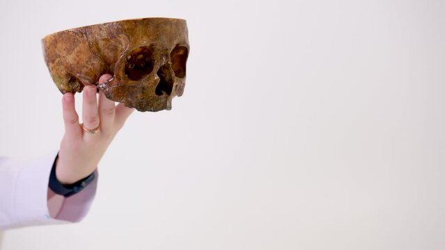 in hands of a close-up cut skull in half female hand with a smart watch and a ring on white background circles turns showing parts of the human skeleton place for text medical worker surgeon dentist