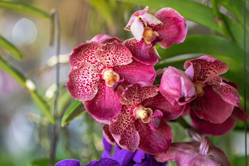 Vanda orchid flower bloom in spring decoration the beauty of nature, A rare wild orchid decorated...