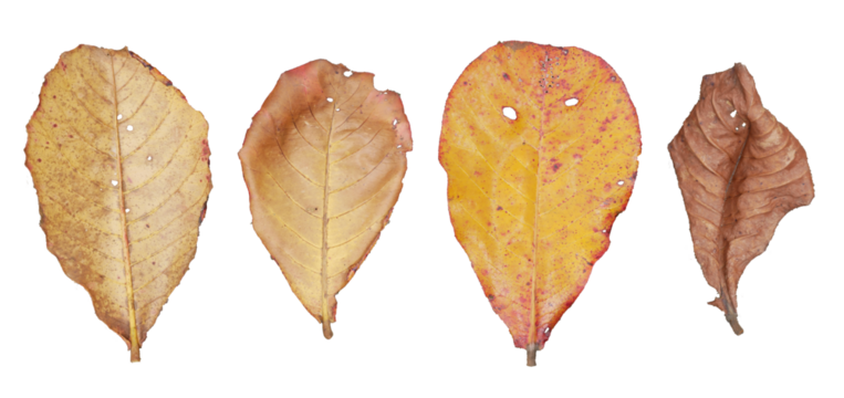 leaves isolated on white background