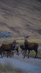 Deer foraging in nature. brown deer in nature