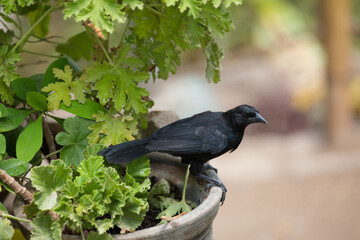 Little black bird crow raven in Lima Peru