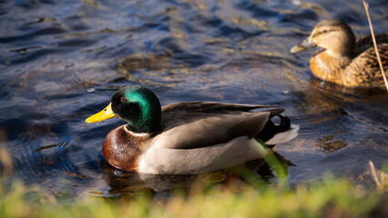 Duck couple standing in water. 2 ducks swimming in the water