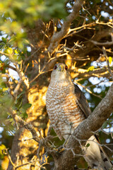 A beautiful hawk with red eyes—likely a Cooper's hawk (Accipiter cooperii)—perched in a tree at sunset in southwest Florida