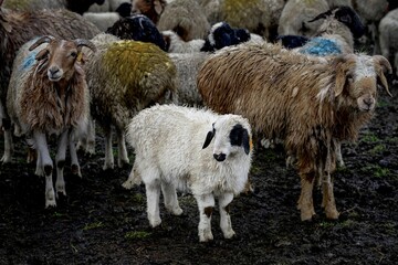 Fototapeta premium Herd of sheep in the snow beside the Duku Highway in Xinjiang