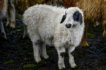 Herd of sheep in the snow beside the Duku Highway in Xinjiang