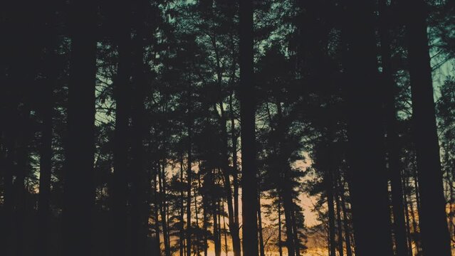 Silhouettes of evergreen trees against the sunset sky