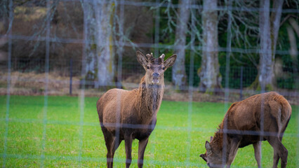 Brown deer foraging at a deer farm. Green grass and wire mesh