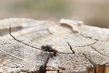 close up of a fly