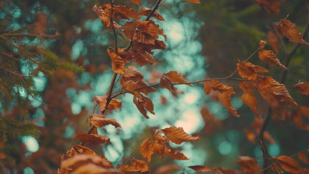 Close up of Autumn leaves on tree in slow motion