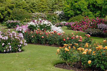 Rose Garden. Beautiful display of roses in a large garden setting.
