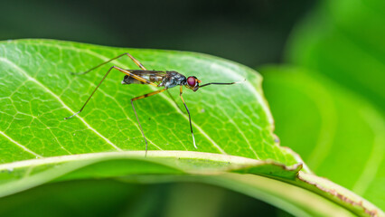Adult Stilt-legged Fly on Green Leaf, Insect animal, macro photo.