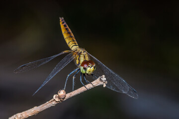 A dragonfly perched on a tree branch and nature background, Selective focus, insect macro, Colorful insect in Thailand.