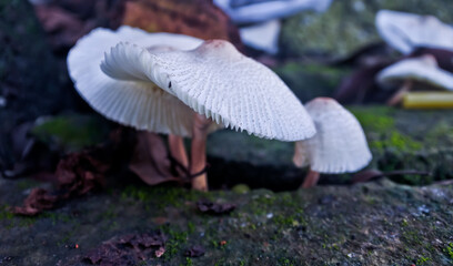 a white fungus that grows in moist soil