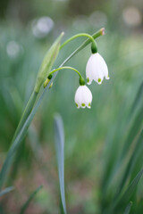 スイセンに似たスラリとした葉にスズランのようなベル形の花を下向きに咲かせるスノーフレークの花。春の訪れとともにひっそりと花を咲かせる