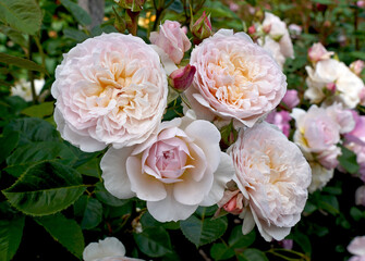 Obraz na płótnie Canvas Lovely soft colours of the English shrub rose 'Emily Bronte' (Ausearnshaw). Bred by David Austin Roses.