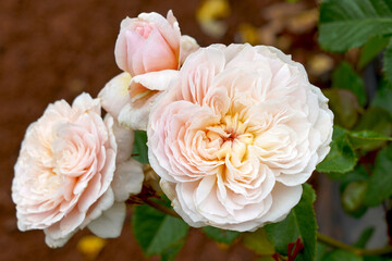 Lovely soft colours of the English shrub rose 'Emily Bronte' (Ausearnshaw).  Bred by David Austin...