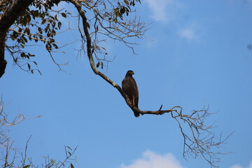 crested serpent eagle- location Polonnaruwa,Sri Lanka