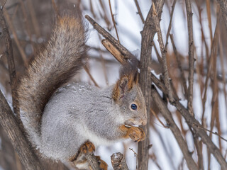 The squirrel with nut sits on tree in the winter or late autumn
