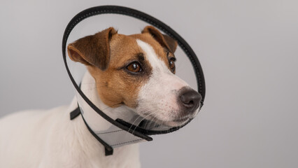 Jack Russell Terrier dog in plastic cone after surgery. Copy space. 