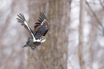 Pileated woodpecker flying into the forest, Quebec, Canada