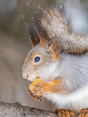 The squirrel with nut sits on tree in the winter or late autumn. Portrait of the squirrel close-up