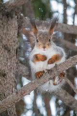 The squirrel with nut sits on tree in the winter or late autumn