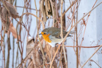 Cute bird the European Robin, Erithacus rubecula. sitting on the tree branch in winter.