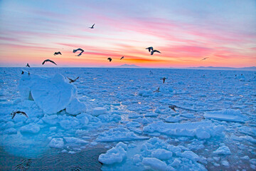 朝焼けと流氷（羅臼沖）