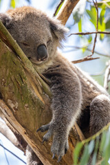 Koala Bear sleeping. in a gum tree in Australia