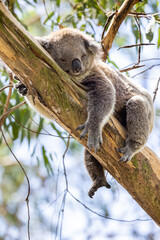 Koala Bear sleeping. in a gum tree in Australia