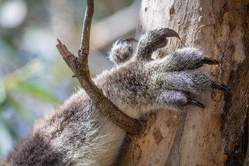 Close up detail view of a Koala Bear's paw and powerful  claws used for gripping onto the gum tree branches