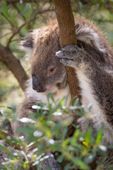 Koala Bear sleeping. in a gum tree in Australia