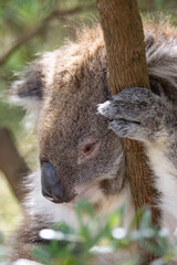 Koala Bear sleeping. in a gum tree in Australia