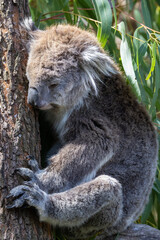 Koala Bear sleeping. in a gum tree in Australia