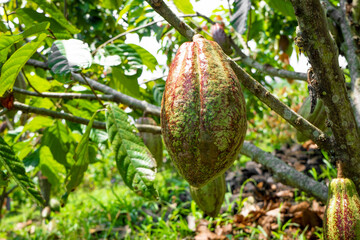 Theobroma cacao L. is the scientific name given to the cacao tree or cacao tree