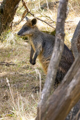 Swamp Wallaby which is found on Phillip Island, near Melbourne, Victoria, Australia