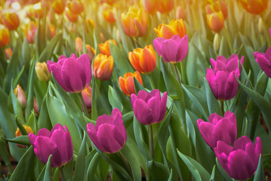 Colorful tulip flowers blooming in the garden, stock photo