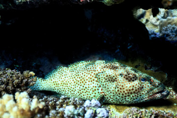 grouper underwater photo, fish diving nature wildlife
