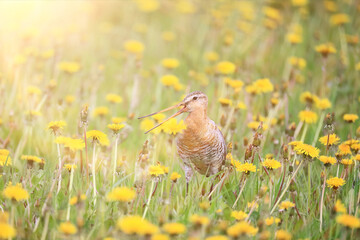 wildlife bird sandpiper on a field of flowers, background wallpaper