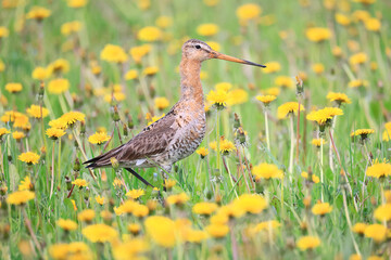 wildlife bird sandpiper on a field of flowers, background wallpaper