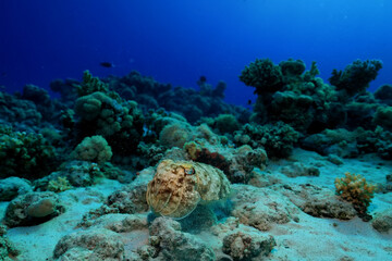 Naklejka na ściany i meble cuttlefish underwater photo wildlife sea