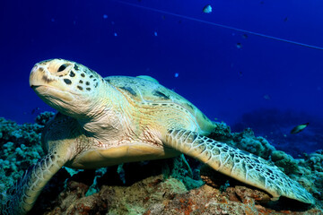 big sea turtle underwater photo, fish clingers, symbiosis ecosystem