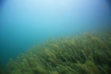 underwater landscape green algae background abstract water