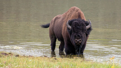 Bison Buffalo bull wading in the Yellowstone River in the Hayden Valley in Yellowstone National Park United States