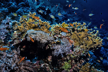Plakat coral reef wallpaper background ocean tropical ecosystem underwater
