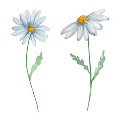 Watercolor wildflowers, delicate botanical illustration