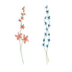 Watercolor wildflowers, delicate botanical illustration