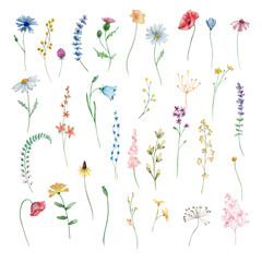 Watercolor wildflowers, delicate botanical illustration